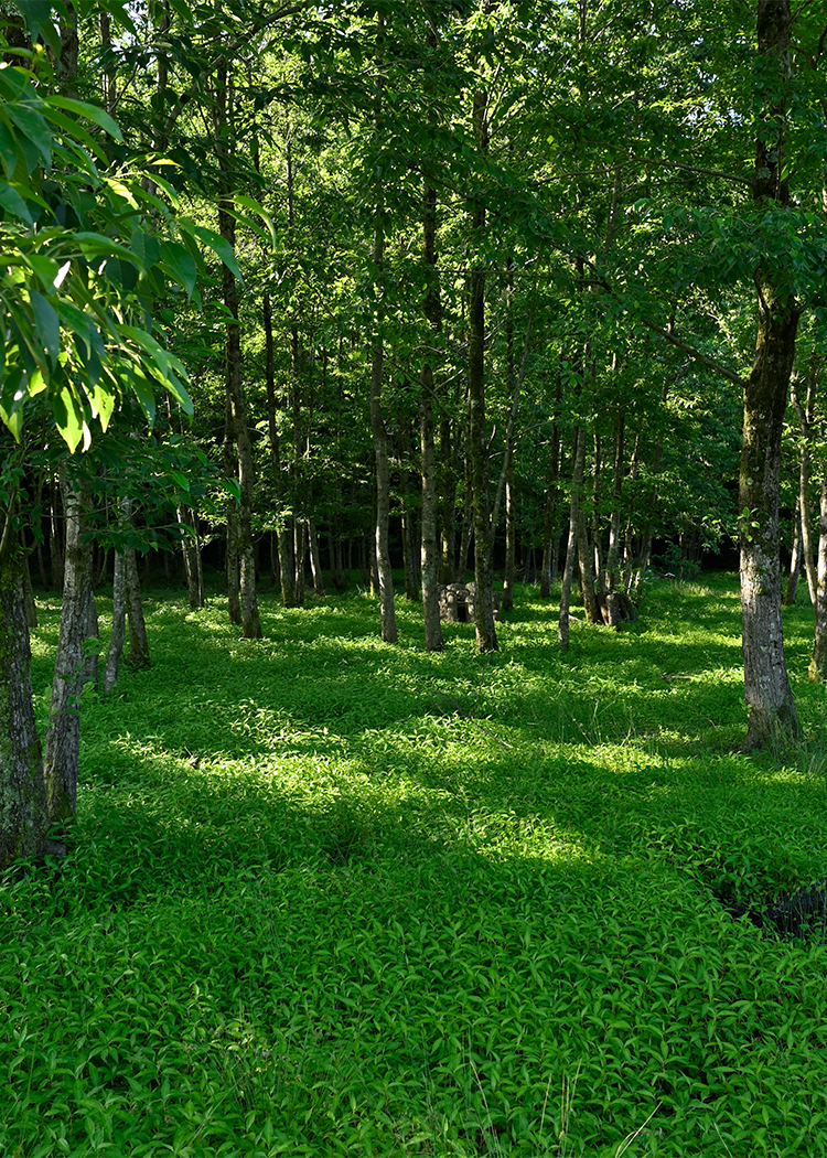 株式会社YAAMA（ヤーマ） | 自然への感謝を胸に原木椎茸の生産