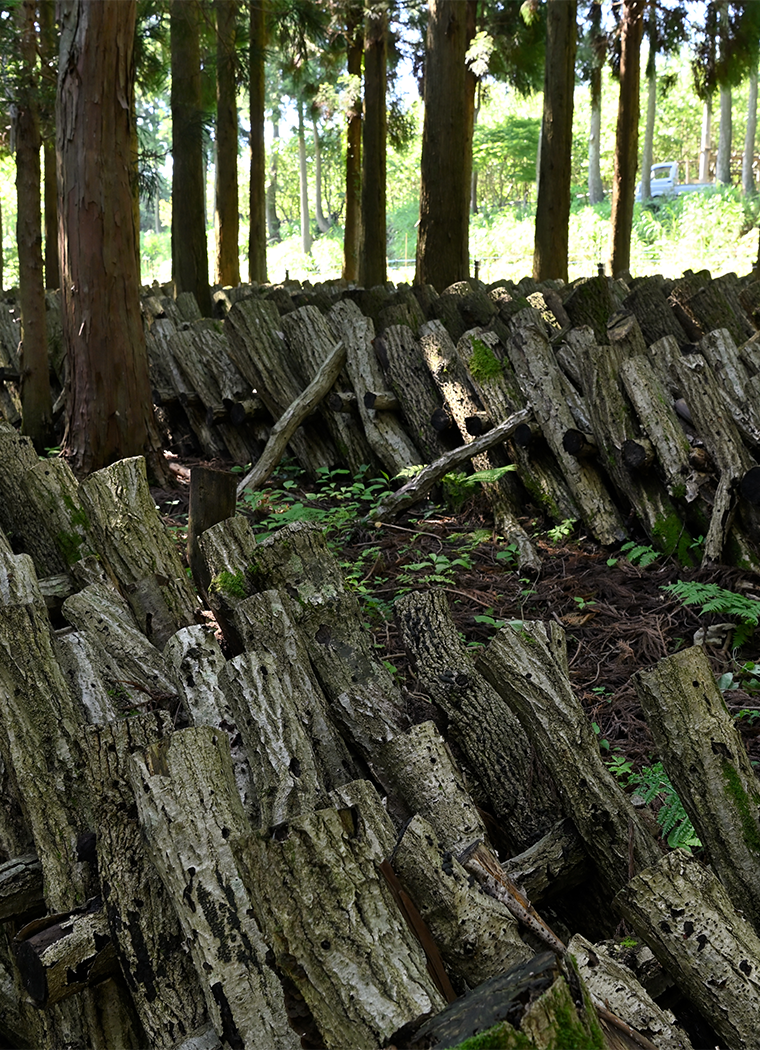 株式会社YAAMA（ヤーマ） | 自然への感謝を胸に原木椎茸の生産から